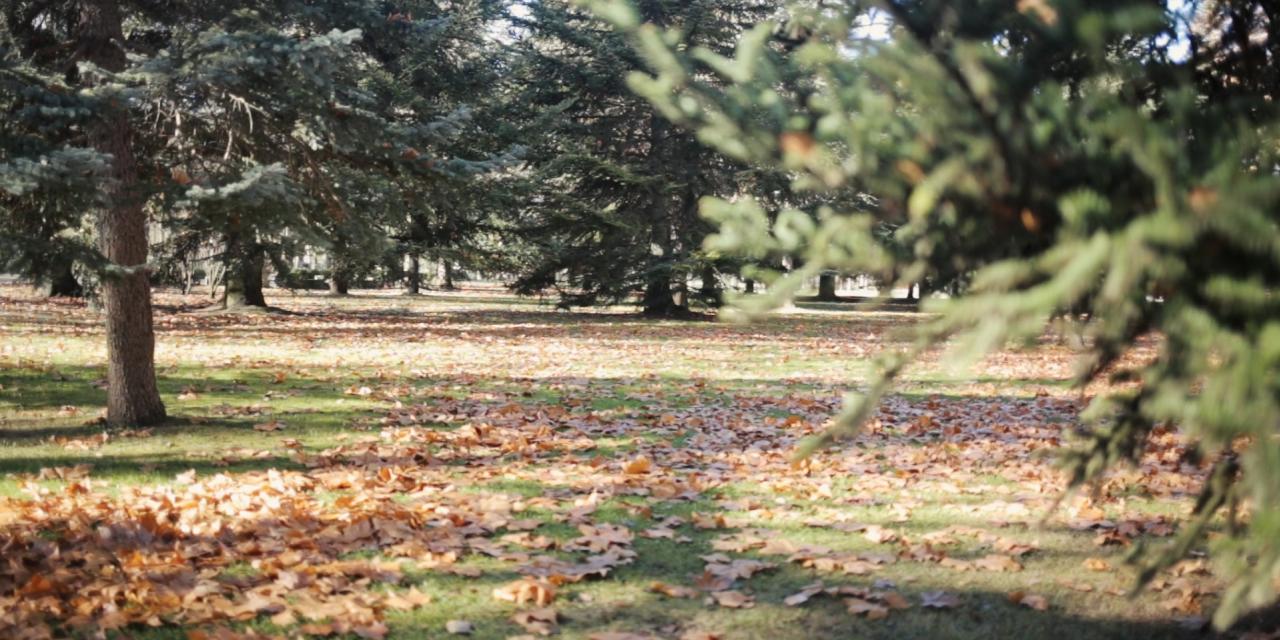 Parque del Sotillo